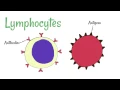 Cell Defence Lymphocytes and Phagocytes