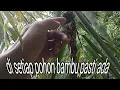 Download Lagu sarangnya tersembunyi,tapi mudah diketahui.