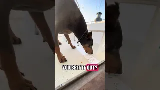 Yes she’s on a diet .. but it don’t mean zero treats damnit ! #fypシ #dream #pets #doberman #fyp