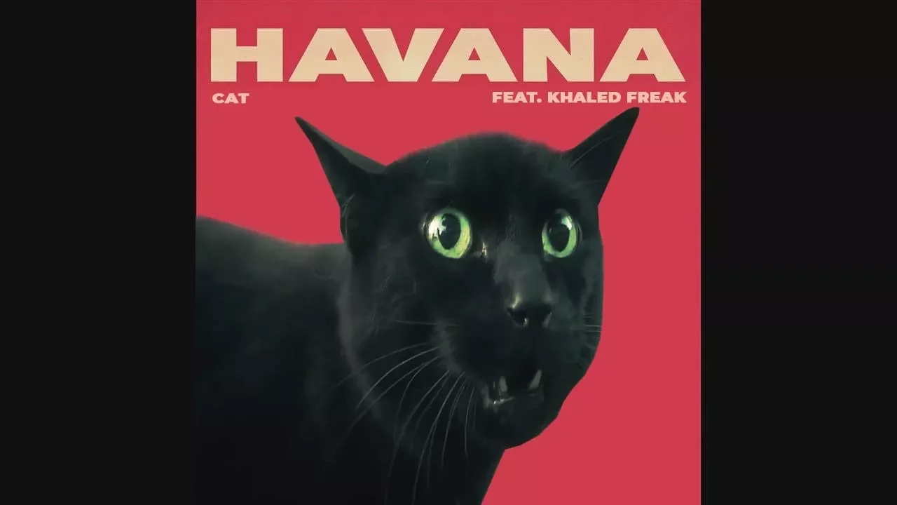 Camila Cabello - Havana (Cover par des Chats)
