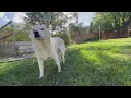 Got grass Like dogs Want cash Sniffspot may be for you