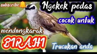 Download SUARA NGEKEK PEDAS🔥 COCOK UNTUK MENDONGKARAK BIRAHI TRUCUK ANDA, trucukan birahi MP3