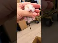 Download Lagu The hamster's poop broke the Guinness World Record. #pepsi #pets #cute