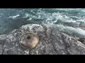 Download Lagu 🌊Relaxing music with Ocean Ambient Sounds | 5 hours of Hang Drum Vibes