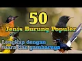 Download Lagu Kompilasi 50 Jenis Burung Kicau Populer di Indonesia Lengkap Dengan Suara dan Gambarnya Part 1