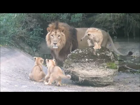 Download MP3 Lion Cubs Meet Dad!