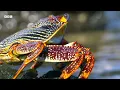 Incredible Wildlife Scenes Narrated by David Attenborough | BBC Earth
