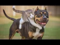 Download Lagu Wanneer uw katten hun liefde voor honden niet kunnen verbergen!