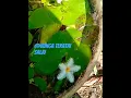 Download Lagu @BUNGA TERATAI SALJU