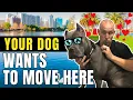 Is Orlando Dog Friendly Moving to Florida 2023