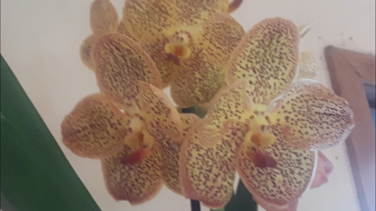 COMO PLANTAR VANDA E CUIDADO COM RATOS NAS ORQUÍDEAS E A VIOLETA PENDENTE