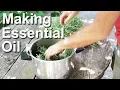 Essential Oil Distillation Home Made Rosemary - Huile Essentielle Distillation Maison Romarin