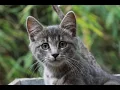 How many bones in a cats body