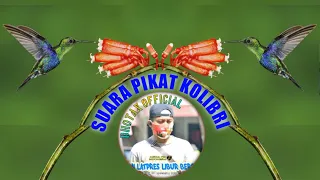 suara pikat semua jenis burung kolibri burung kecil kolibri burung pemakan madu