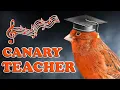 Download Lagu The CANARY TEACHER Training Song 12h