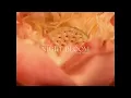 溫蒂漫步Wendy Wander, Billyrrom - "Night Bloom"  - Teaser