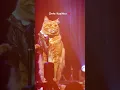 Download Lagu Kucing Nyanyi Kaulah Ibuku #cat #singer #mother #concert #guitar #cover  #funny #sad