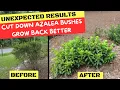 Unexpected Results Cut Down Azalea Bushes Grow Back Better