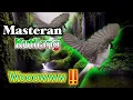 Download Lagu MASTERAN BURUNG KUTILANG FULL ISIAN MEWAH||SUARA BURUNG KUTILANG