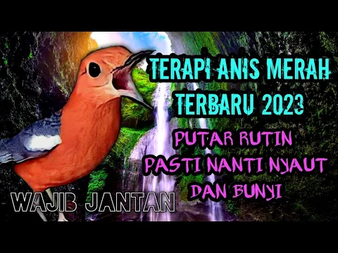 Download MP3 TERAPI ANIS MERAH TERBARU 2023 mengatasi anis merah malas bunyi dan susah bunyi