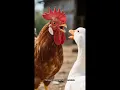 Download Lagu Ayam dan Bebek. #dongeng #satuklikuntukwujudkanimpianmu #cerita