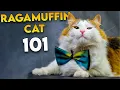RAGAMUFFIN CAT 101 - The Most UNDERRATED Fluffy Cat Breed