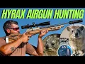 Download Lagu EXTREME HYRAX AIR GUN HUNTING I HIGH POWER DASSIE AIRGUN HUNTING I FX IMPACT PEST CONTROL