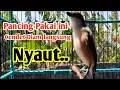 Download Lagu PANCINGAN CENDET GACOR FULL ISIAN PANJANG. cendet Diam pancing Pakai ini dijamin langsung nyaut. 