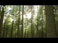 Josh Garrels - Born Again | Mahogany