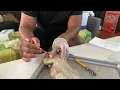 Mink muscles Identification 5