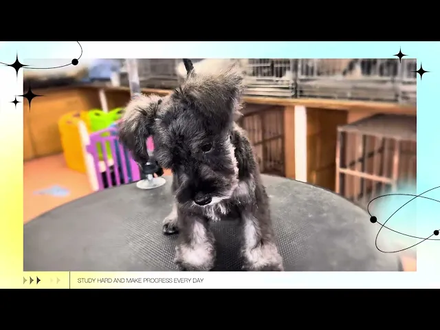 動画