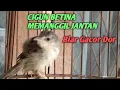 Download Lagu CIGUN BETINA MEMANGGIL JANTAN BIAR GACOR DOR