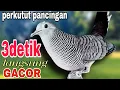 Download Lagu Perkutut lokal suara pikat paling populer