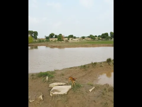 Fun with dog #shorts #viral #animals #drone
