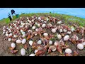 Download Lagu BEST amazing, Harvest a lot of snail and egg at field by hand a female farmer