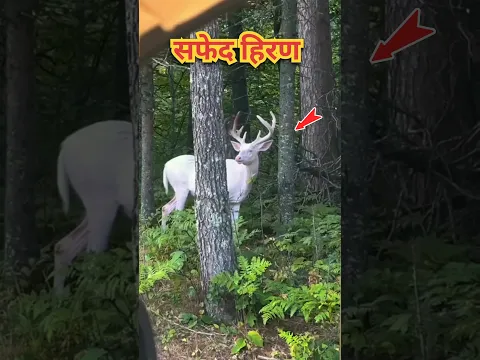 सफेद हिरण 🤯 300 वर्षों में एक बार जन्म लेने वाला हिरण 🤯#shorts #shortsvideo