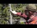 Lodgepole pine dwarf mistletoe