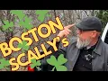 Download Lagu BOSTON SCALLY Caps and ALTERNATIVES