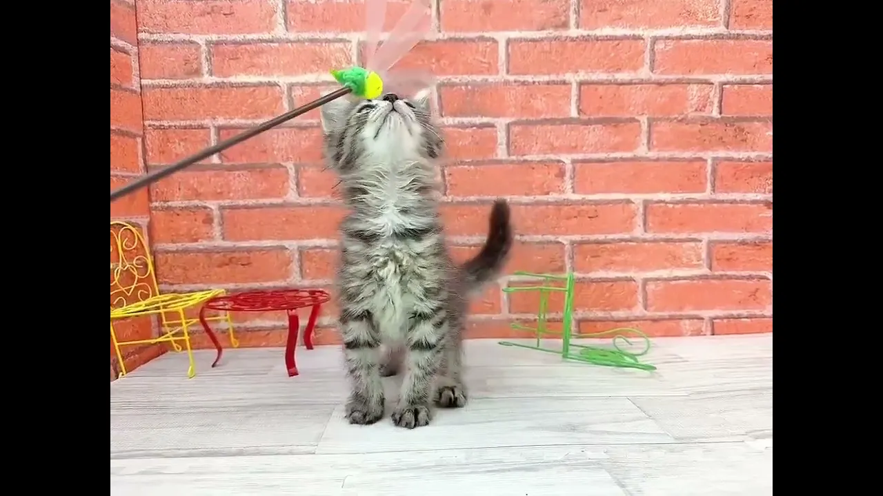 動画