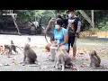 Download Lagu MONYET CERDAS /NGASI MAKAN MONYET DI ALAS KEDATON 2021 /DESA ADAT  KUKUH TABANAN  BALI