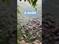 Download Lagu Seekor Kura-kura 🐢🐢di Kumpulan Ikan Lele