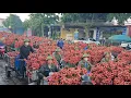 Download Lagu CHÓANG NGỢP BÀ CON ĐI BÁN VẢI TỪ TỜ MỜ NHIỀU ĐIỂM CHƯA CÂN