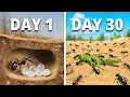 Download Lagu Simulating an Ant Colony For 30 Days