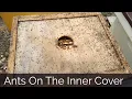 Download Lagu What To Do About Ants In And On Your Beehive?