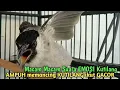 Download Lagu Suara Burung Kutilang Gacor NGGARUDA TARUNG seperti ini sangat Cepat memancing Kutilang LAIN Gacor