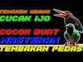 Lagu 🟢 CUCAK IJO MUNTAH ISIAN TENGKEK UDANG COCOK BUAT MASTERAN, FULL TEMB4K4N  PEDAS