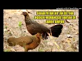 Download Lagu SUARA AYAM HUTAN PIKAT BETINA NGEKEK DIJAMIN AMPUH