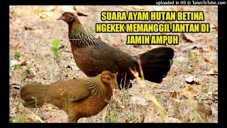 suara ayam hutan pikat betina ngekek dijamin ampuh