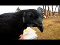 We bought some Rare Chickens to sell Ayam Cemani Hatching Eggs