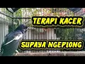 Download Lagu suara kacer ngeplong merdu, bisa atasi kacer macet